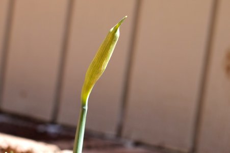 The Early Blossom is Late