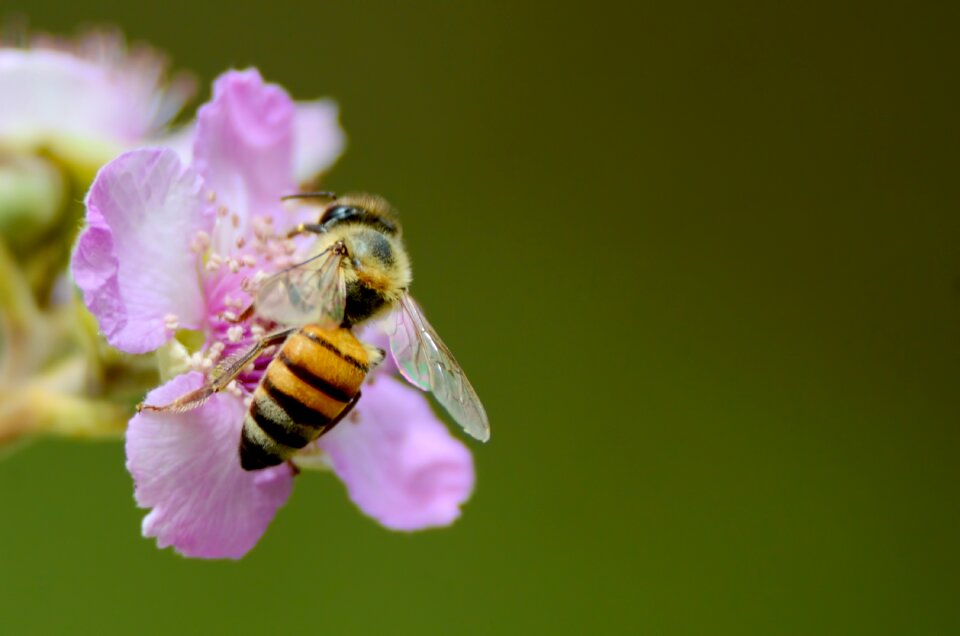 Yellow honey nature