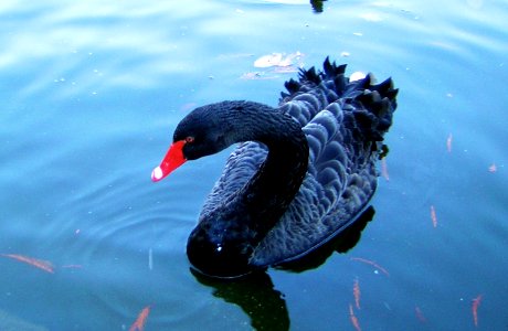 Black Swan in Retiro Park in Madrid Spain - Creative Commons by gnuckx 4 m&m xxx.m photo