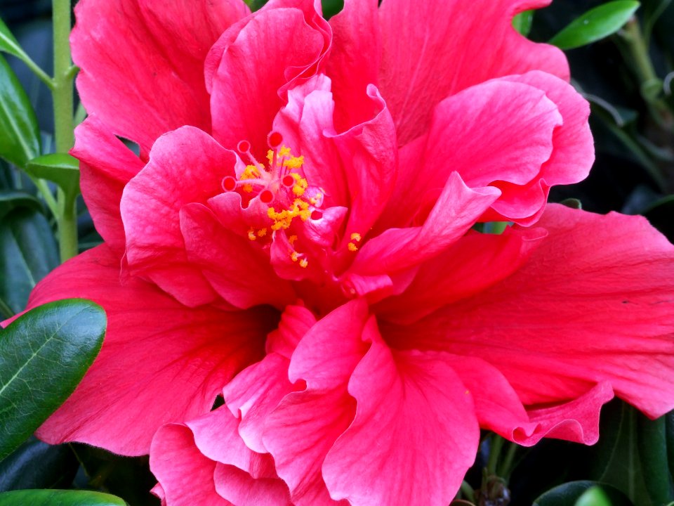 Italy-Taormina-Macro Flower - Creative Commons by gnuckx