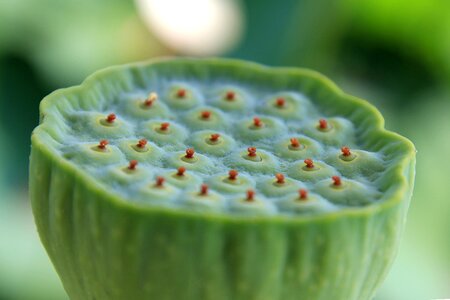 Plant natural seed
