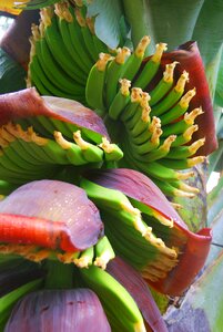 Bananas tenerife canary islands