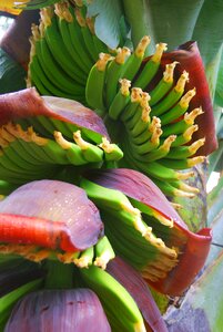 Bananas tenerife canary islands photo