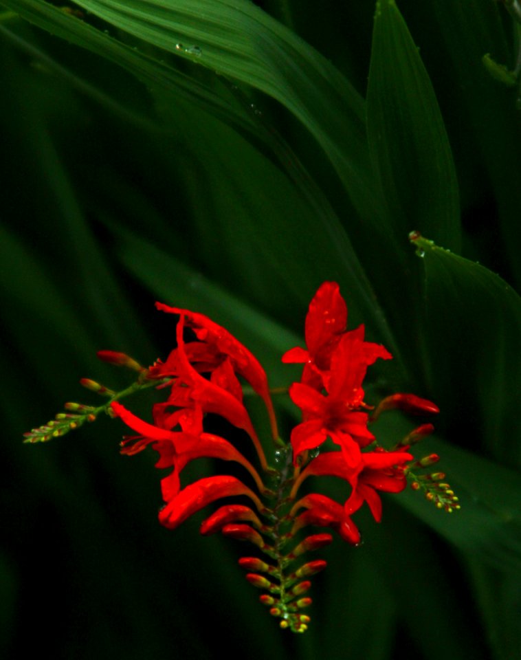 Rainy day in the garden #5