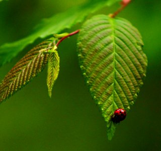 Asian Ladybug