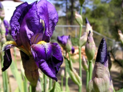 More Irises from Strawberry