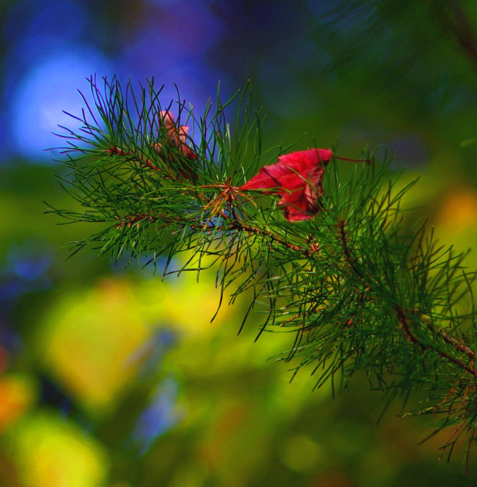 Takumar 200 3.5  Preset