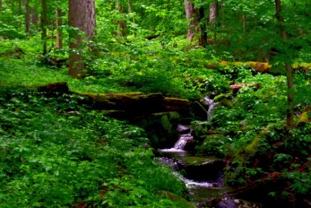 Forest Brook Smoky Mountains photo