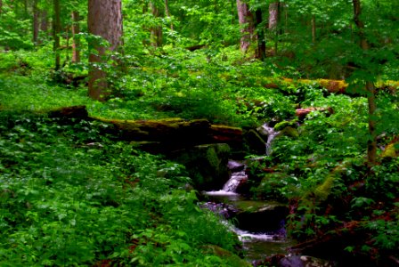 Forest Brook  Smoky Mountains