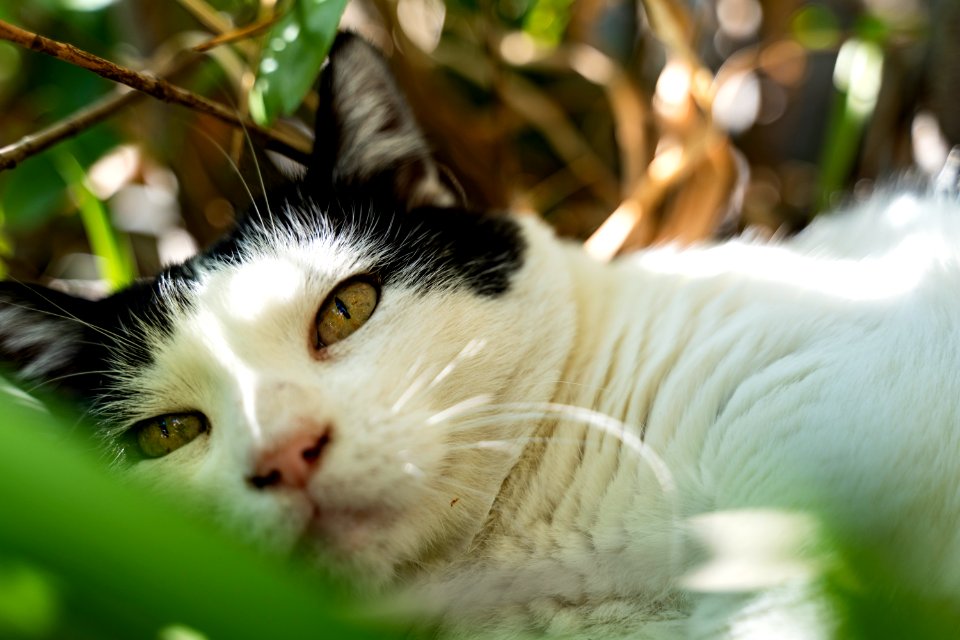 Chat