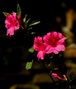 Telephoto Flowers