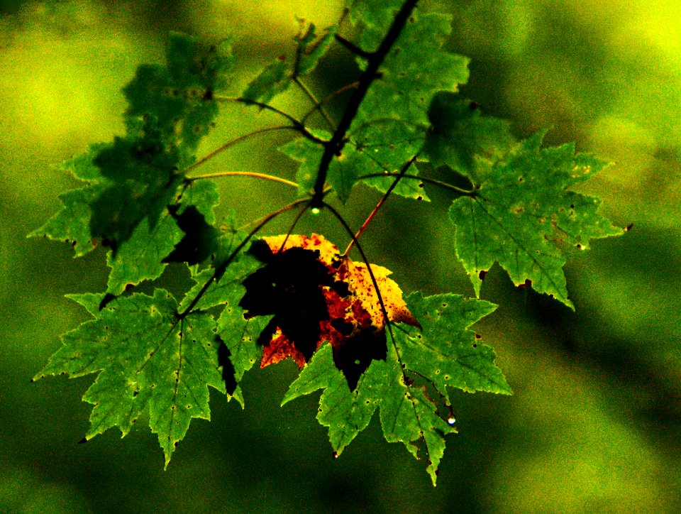 Backlit  Fall Color And Rain