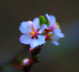 Spring Bloom