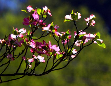 Backlight ( Pink Dogwood)