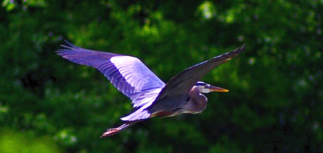 Birds In Flight Series #4  Grey Heron