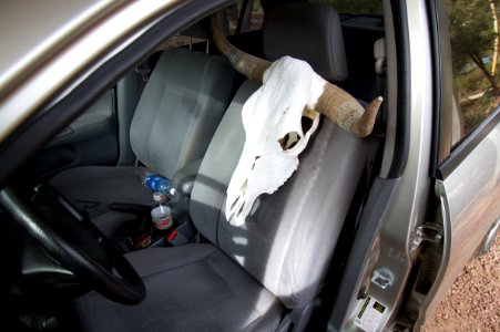 No, Herman, I am Driving!