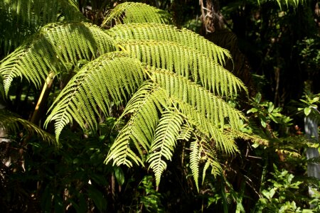 Endemic hawaii flora