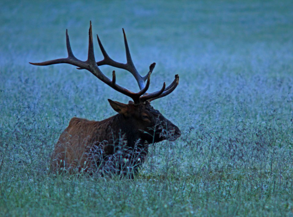 Bull Elk Frosty Morning