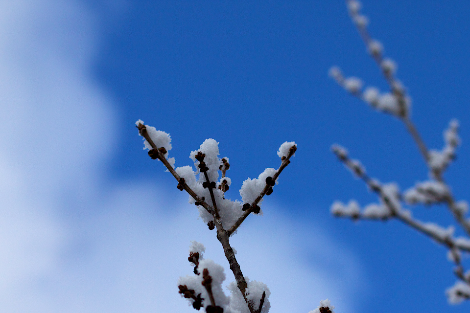 At Least When It Snows in Arizona, the Blue Skies Still Come Out