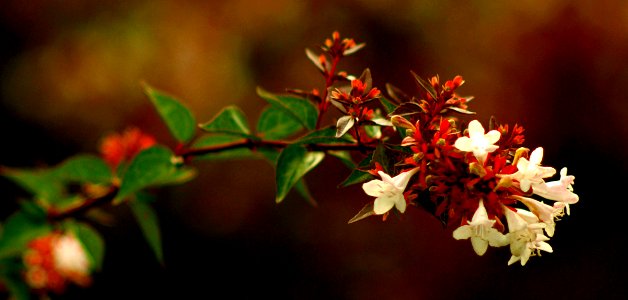 Natures Graceful Beauty
