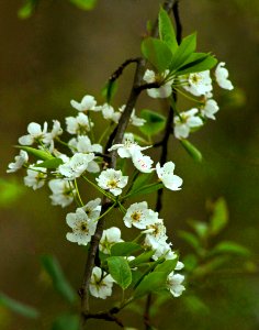 Telephoto Flowers