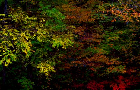 Fall Color Chaos