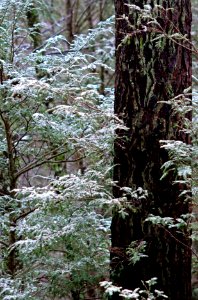 Snowy Forest photo