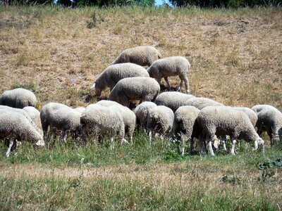 Animals herd animal sheep's wool