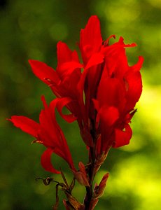 Brilliant Red