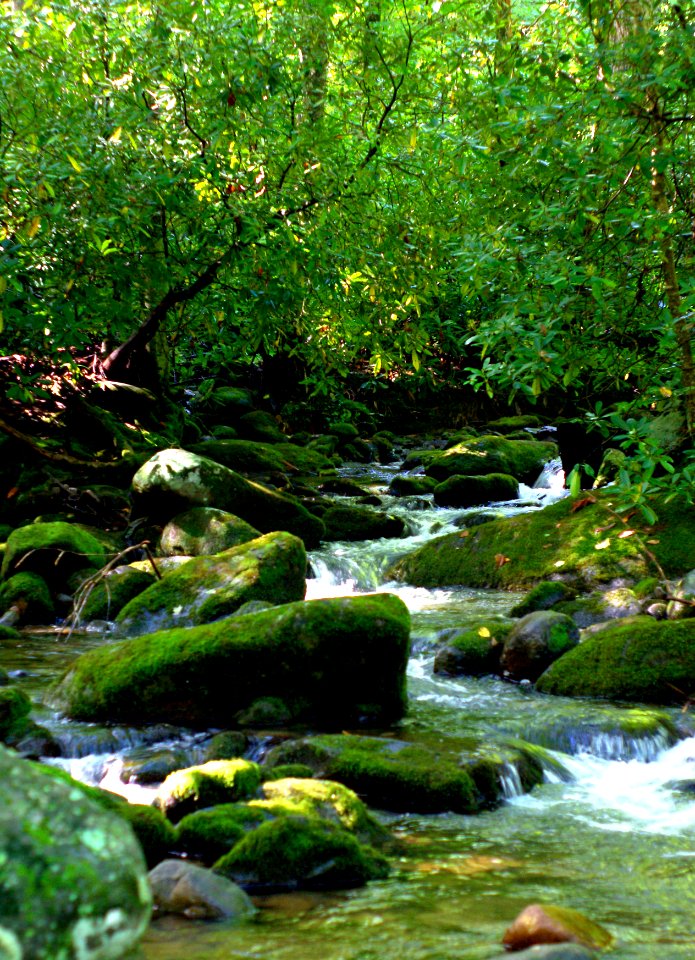 Forest Brook