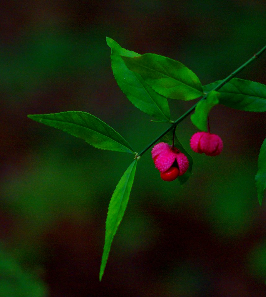 Pink Green and Red   Pentax Art