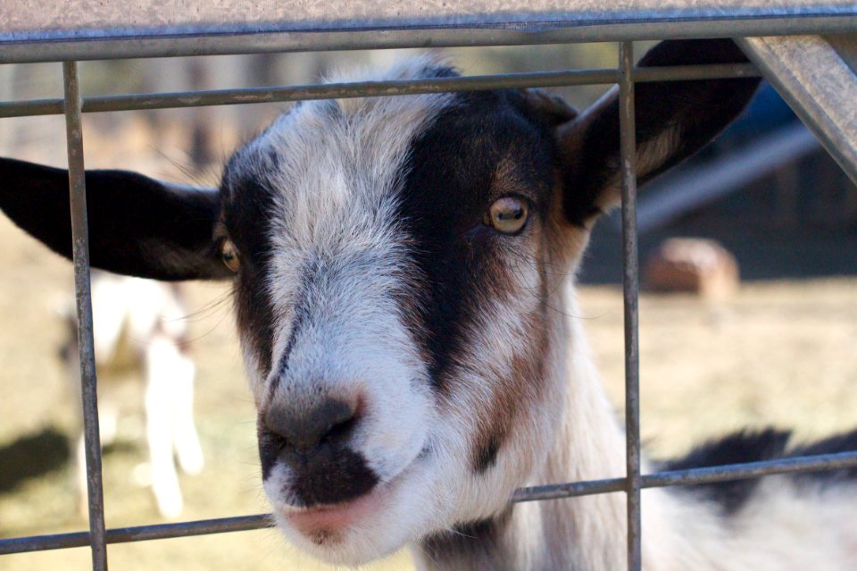Lemme Outta Here, Willya?