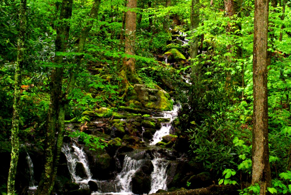 Water And Old Forest photo