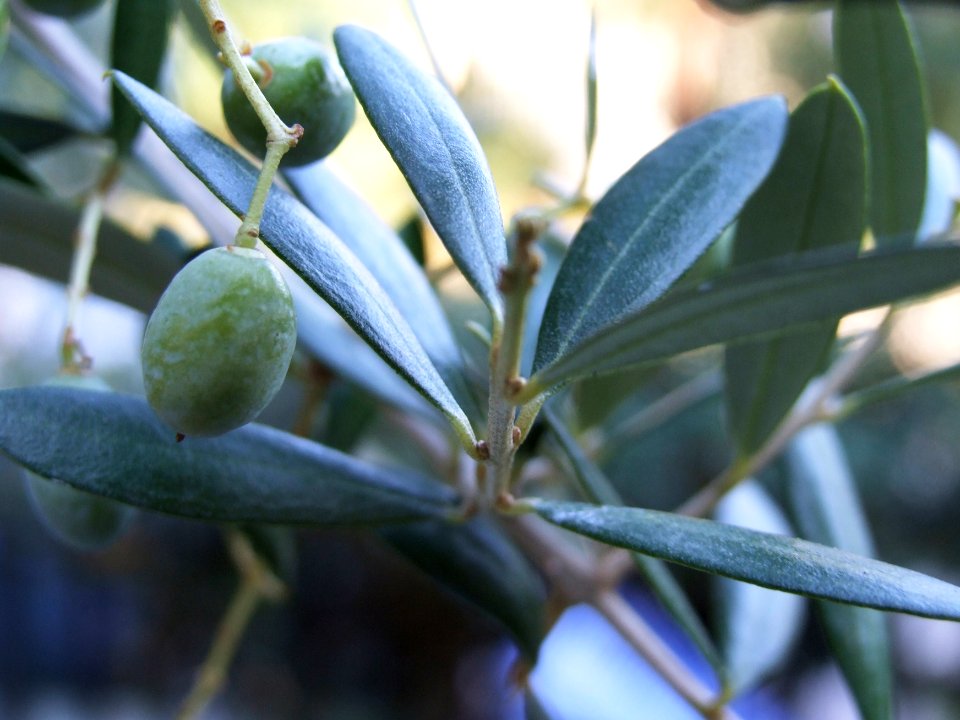 Italy-Taormina-Macro - Creative Commons by gnuckx