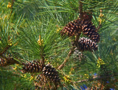 Pine Cones And Needles