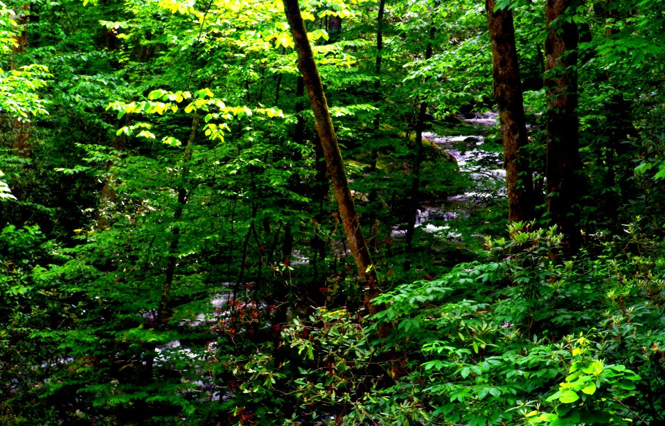 Peer Thru the Forest