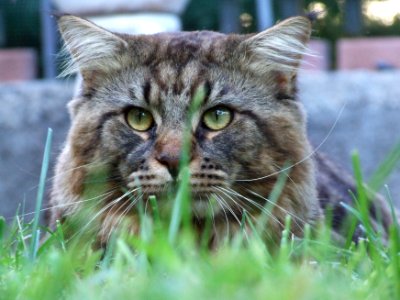 Maine Coon - Creative Commons by gnuckx photo