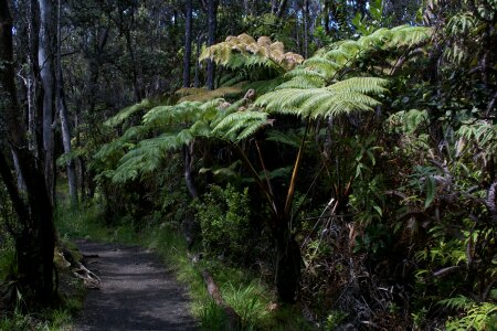 Trail vegetation fern