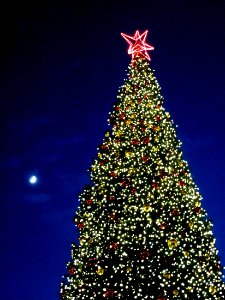 Union Square Xmas Tree