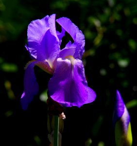 Bearded Iris photo