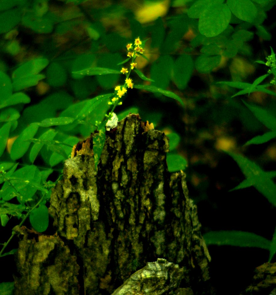 Smoky Mountains Wildflower