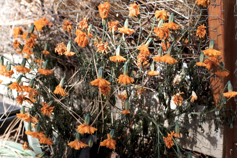 Where Have All the Marigolds Gone?