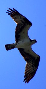 Birds In Flight Series #1   Osprey