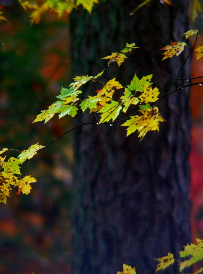 Fall Rain And Leaves