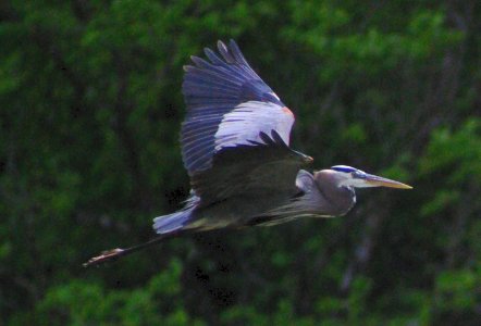 In-Flight photo