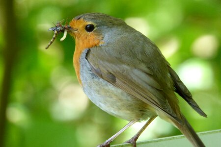 Nesting place bird's nest bird photo