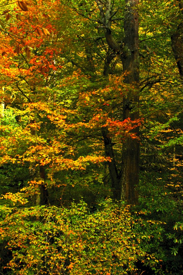 Fall  Great Smoky Mountains