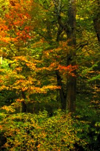 Fall  Great Smoky Mountains