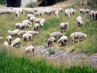 Animals herd animal sheep's wool photo