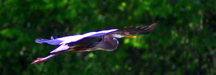 Birds In Flight Series #3  Grey Heron